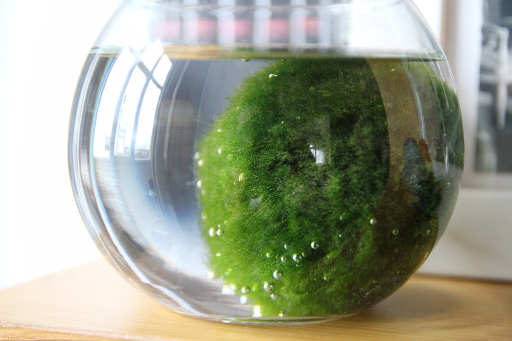 Marimo Bakımı