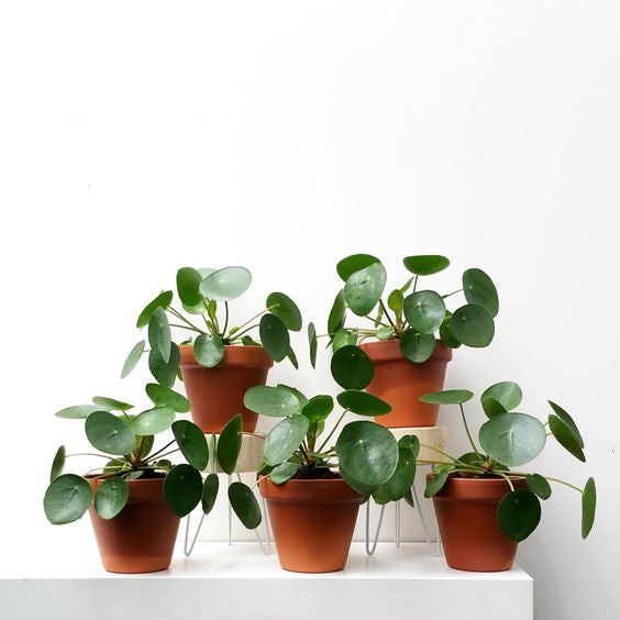 Pilea Peperomioides